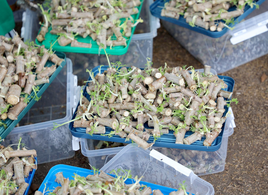 Côte d’Ivoire : le CNRA renforce les capacités nationales de production de semences de manioc Côte d’Ivoire : le CNRA renforce les capacités nationales de production de semences de manioc