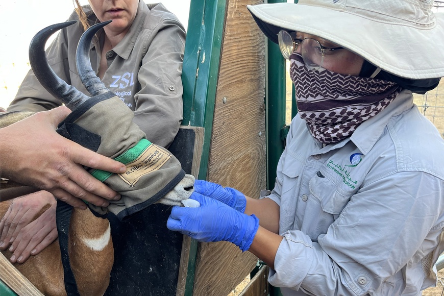 Images : Sahara Conservers Images : Sahara Conservers