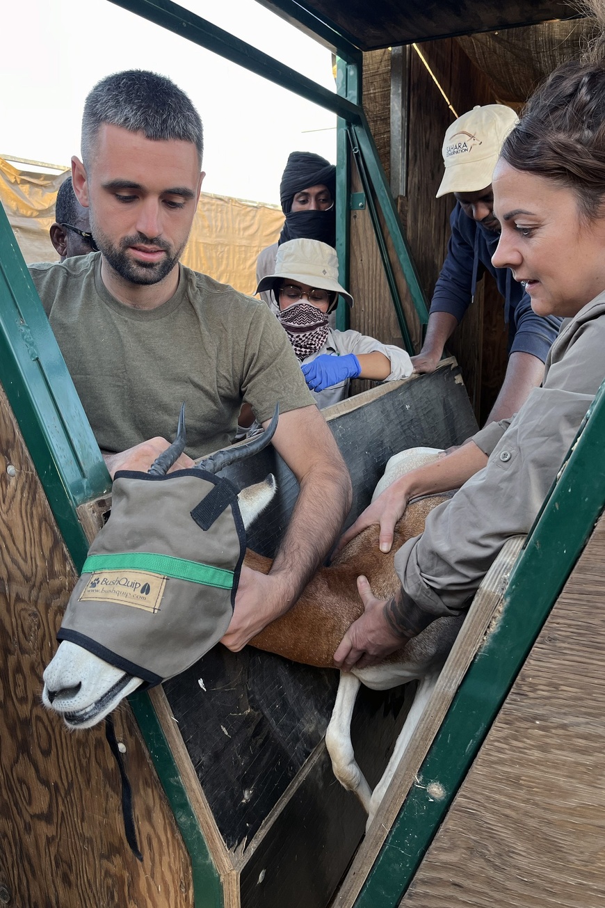 Tchad : Le Programme de Conservation de la Gazelle Dama franchit une nouvelle étape