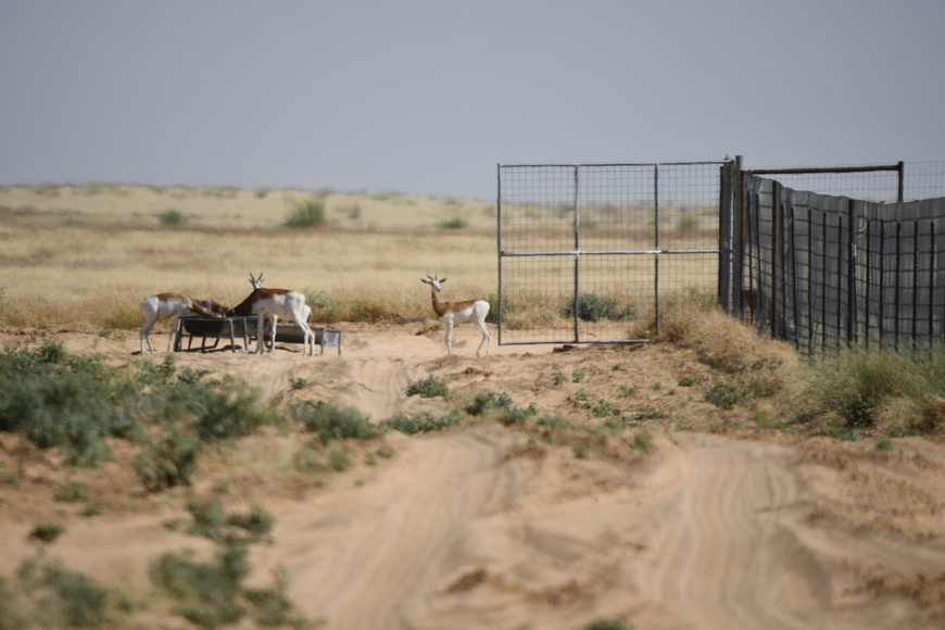 Tchad : Le Programme de Conservation de la Gazelle Dama franchit une nouvelle étape