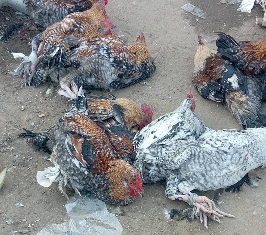 N’Djamena : Deux poulets pour 20 000 FCFA, le prix du sacrifice social N’Djamena : Deux poulets pour 20 000 FCFA, le prix du sacrifice social