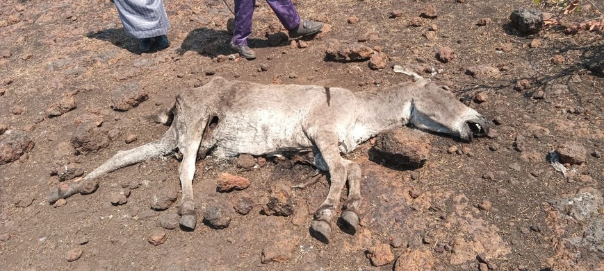 Info et Images : Cameroon Tribune