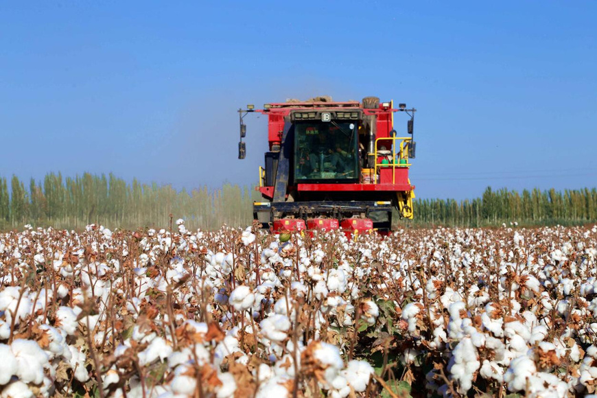 A cotton harvester picks cotton in Awat county, Aksu, northwest China's Xinjiang Uygur autonomous region. (Photo/Bao Liangting)