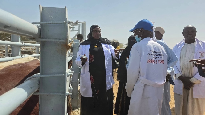 Santé Animale : Le Ouaddaï en offensive contre la PPR et la PPCB Santé Animale : Le Ouaddaï en offensive contre la PPR et la PPCB