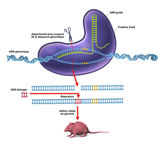 Des ciseaux génétiques pour le cerveau (CRISPR-Cas9) Des ciseaux génétiques pour le cerveau (CRISPR-Cas9)