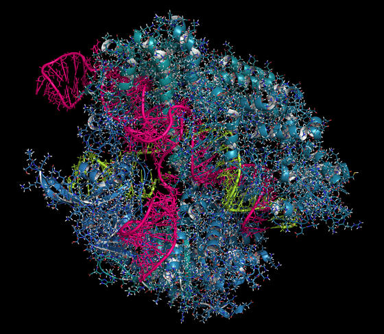 Des ciseaux génétiques pour le cerveau (CRISPR-Cas9) Des ciseaux génétiques pour le cerveau (CRISPR-Cas9)