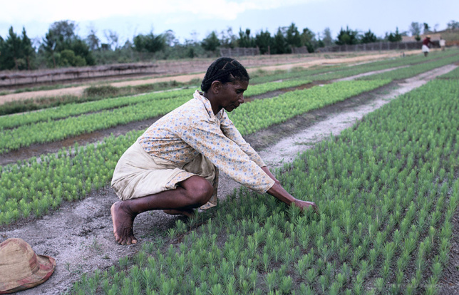 Une agricultrice à Madagascar. Crédit photo : Sources Une agricultrice à Madagascar. Crédit photo : Sources