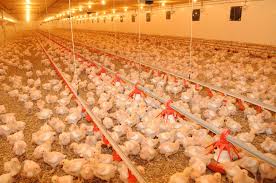 Cameroun : la grippe aviaire est de retour