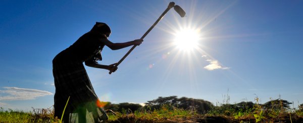 L'assistance technique du FIDA pour aider le développement du secteur des semences de Maurice qui conduira à la sécurité alimentaire