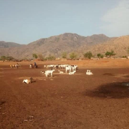 Tchad : vol de bétail à Andé (Guéra), une mobilisation exemplaire permet la récupération des animaux