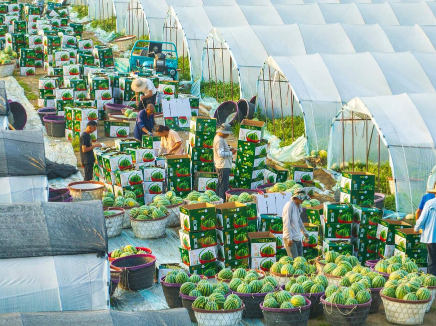 Farmers package watermelons in a production base in Lianyungang, east China's Jiangsu province. (Photo/Chai Junwei)