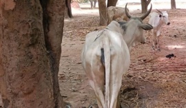 Tchad : au Guéra, des actes de vols de bétail signalés dans deux départements Tchad : au Guéra, des actes de vols de bétail signalés dans deux départements
