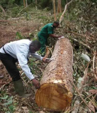 Vers la suspension des activités de la société forestière FIPCAM ?
