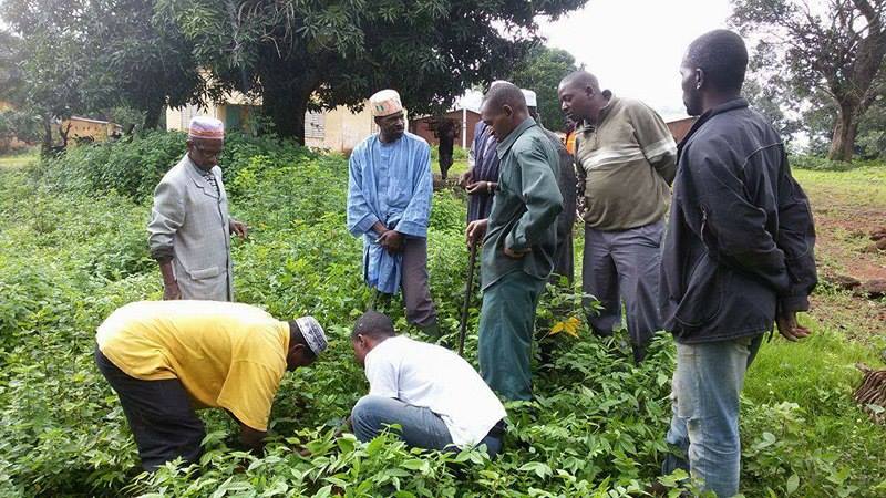 Pita : début du reboisement de 500 plants dans la sous préfecture de Donghol Touma Pita : début du reboisement de 500 plants dans la sous préfecture de Donghol Touma
