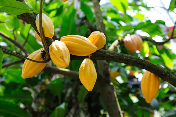 Côte d’Ivoire : Le prix du kilogramme de cacao fixé à 1100 F Cfa
