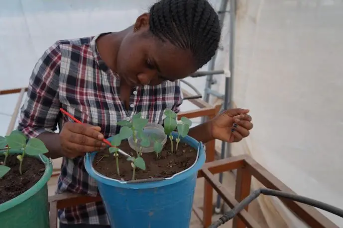 Candidate Ideas Matter Gloria Tetteh-Kubi, Université de Cape Coast - Ghana, étudie les mesures visant à réduire l' utilisation généralisée de pesticides pour la culture du niébé, contribuant ainsi à diminuer la pauvreté, à la sécurité alimentaire et à la conservation de la biodiversité. Crédit photo Frederick Awuku