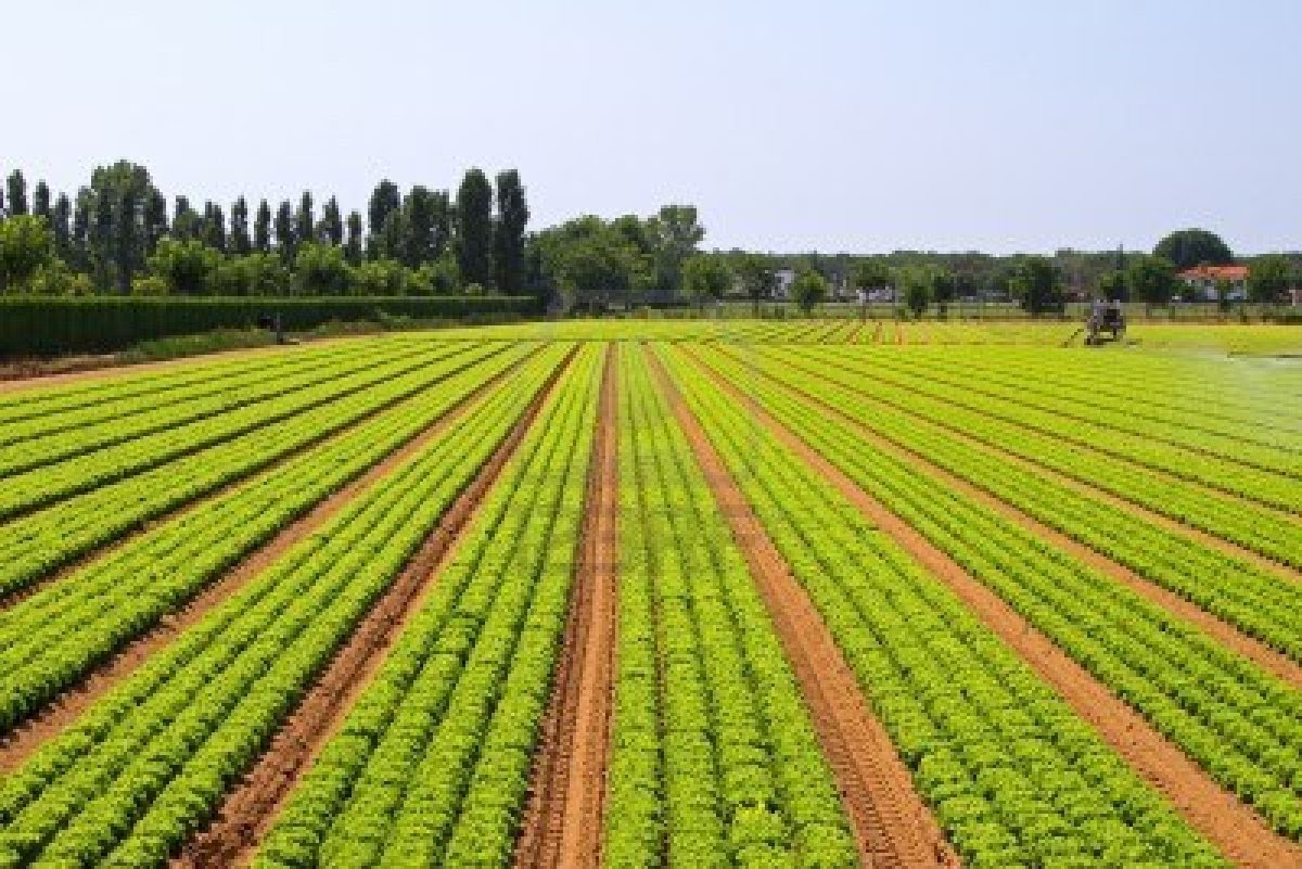 L'Agriculture Au Senegal. Crédits : Sources