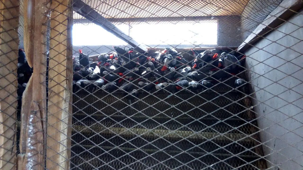 Des perroquets dans des caisses prêtes pour l'exportation illégale.