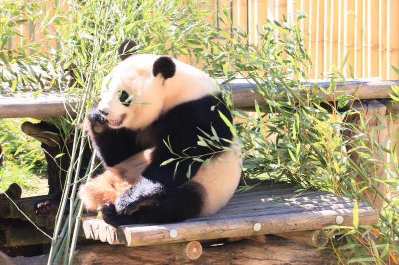 Panda Chulina completes first outdoor debut in Madrid