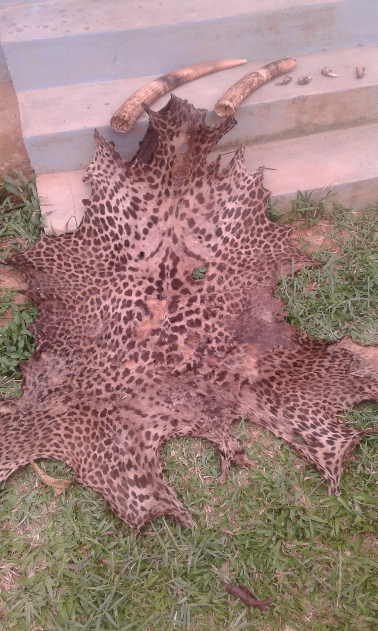 De la peau de panthère et les ivoires saisies entre les mains du prêtre catholique. De la peau de panthère et les ivoires saisies entre les mains du prêtre catholique.