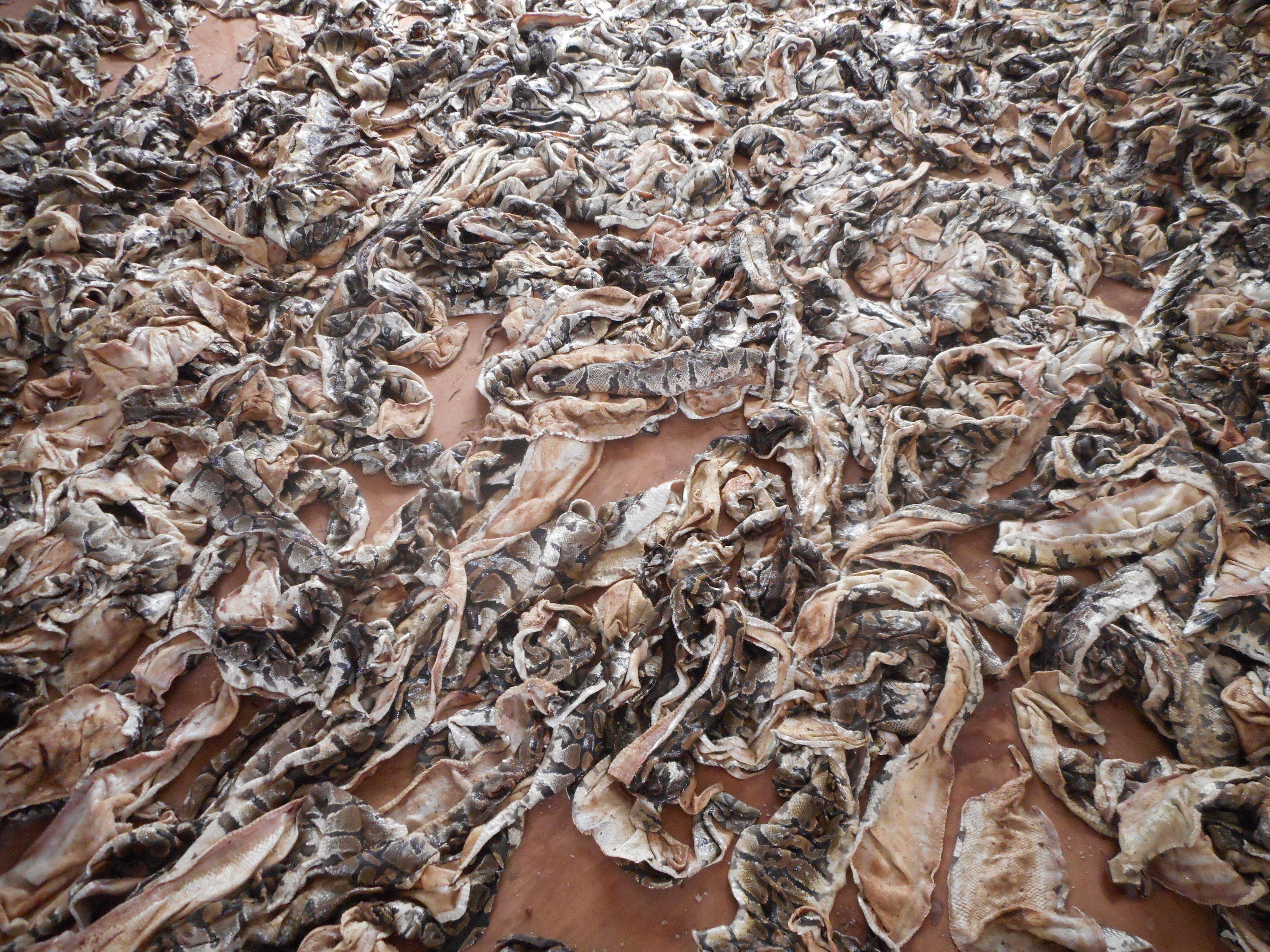 Lutte contre la criminalité faunique : Trois trafiquants de peaux de pythons royaux arrêtés à Lomé