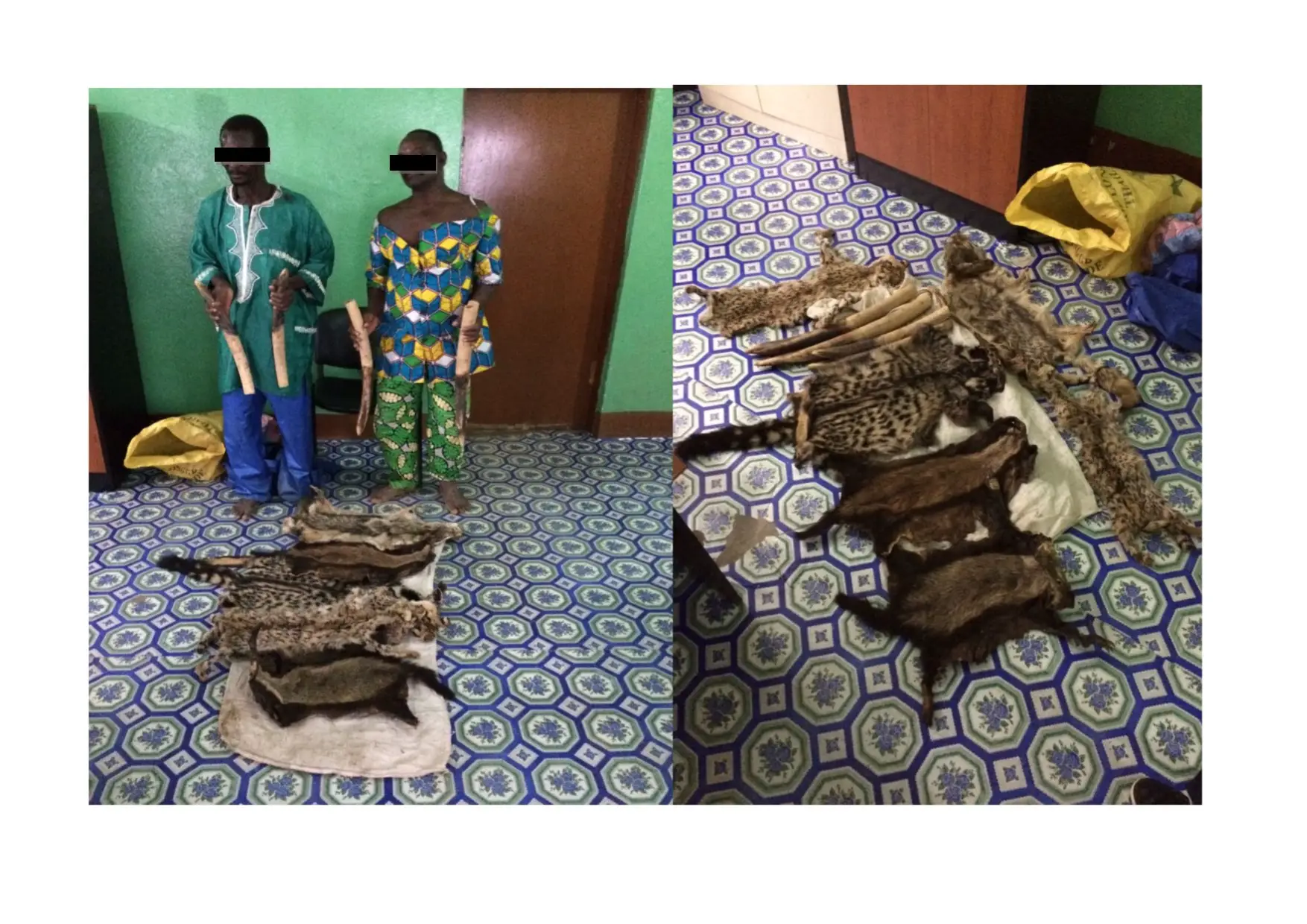Deux individus arrêtés avec des pointes d'ivoires et des peaux d'espèces protégées au Togo