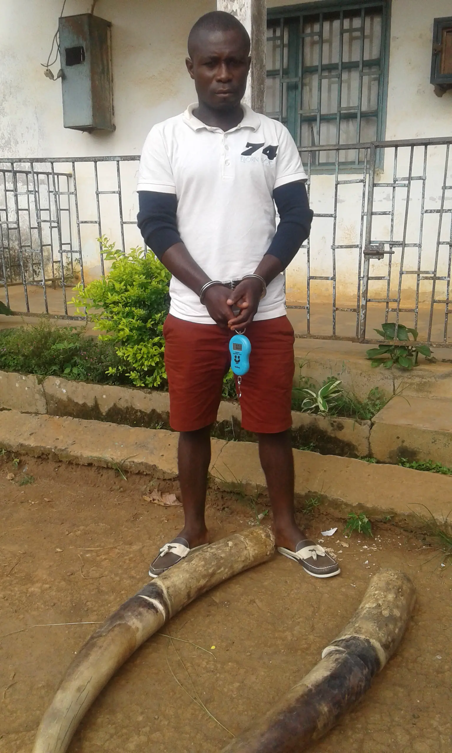 Cameroun : un trafiquant d'ivoire arrêté à Yoko