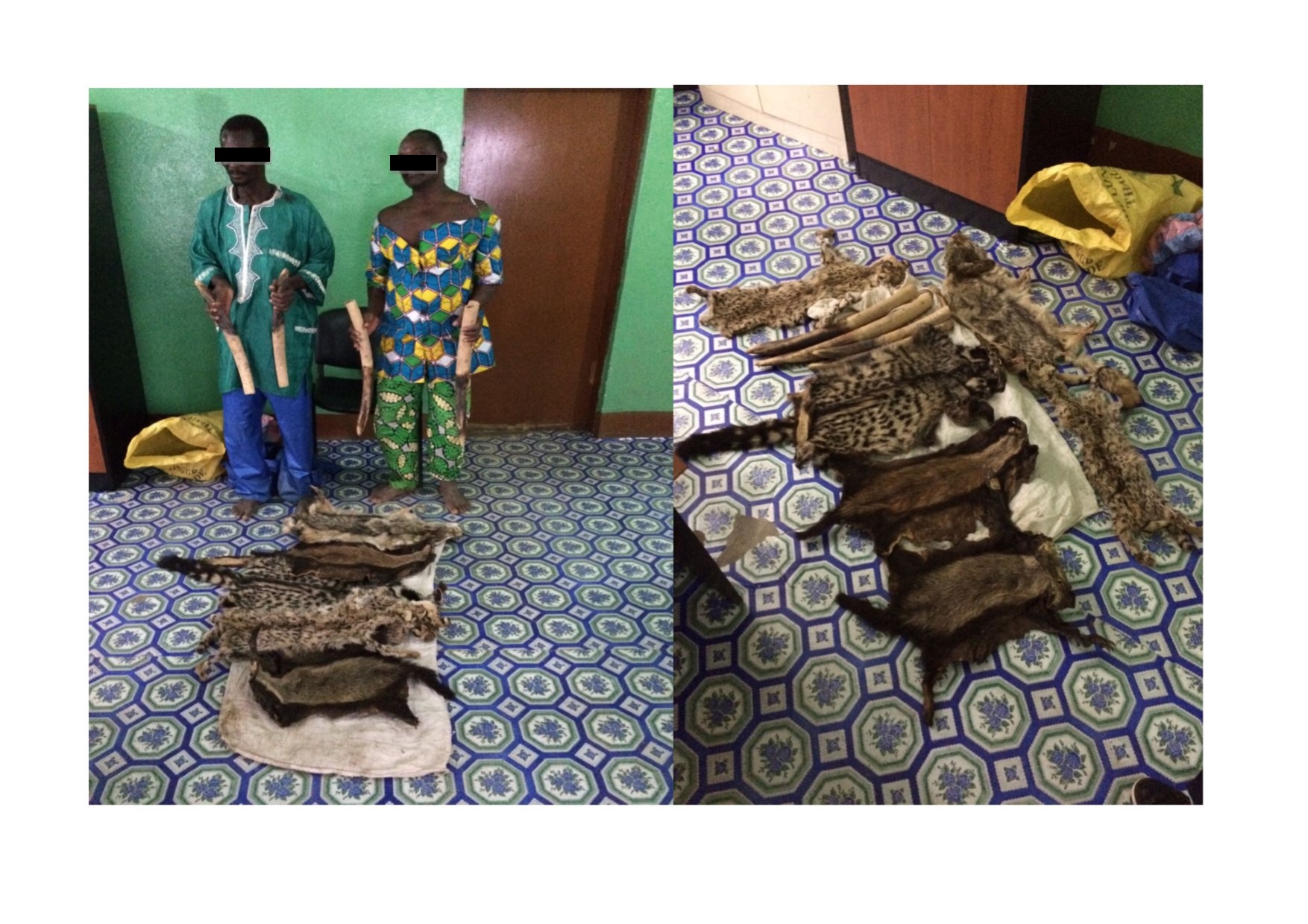 Togo: Deux individus arrêtés en possession de 4 pointes d’Ivoire et 6 peaux d’espèces protégées.