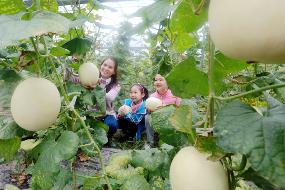 The visitors are plucking cantaloupes at an agricultural demonstration park in Xiajiang county, east China's Jiangxi Province on October 15, 2017. (Photo by People’s Daily Online)