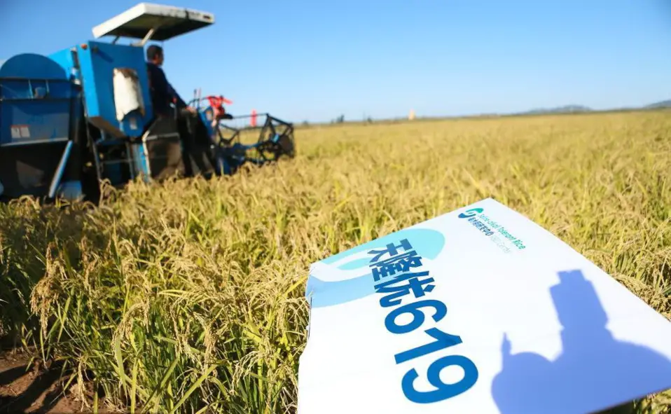 China’s new rice variety catches global attention