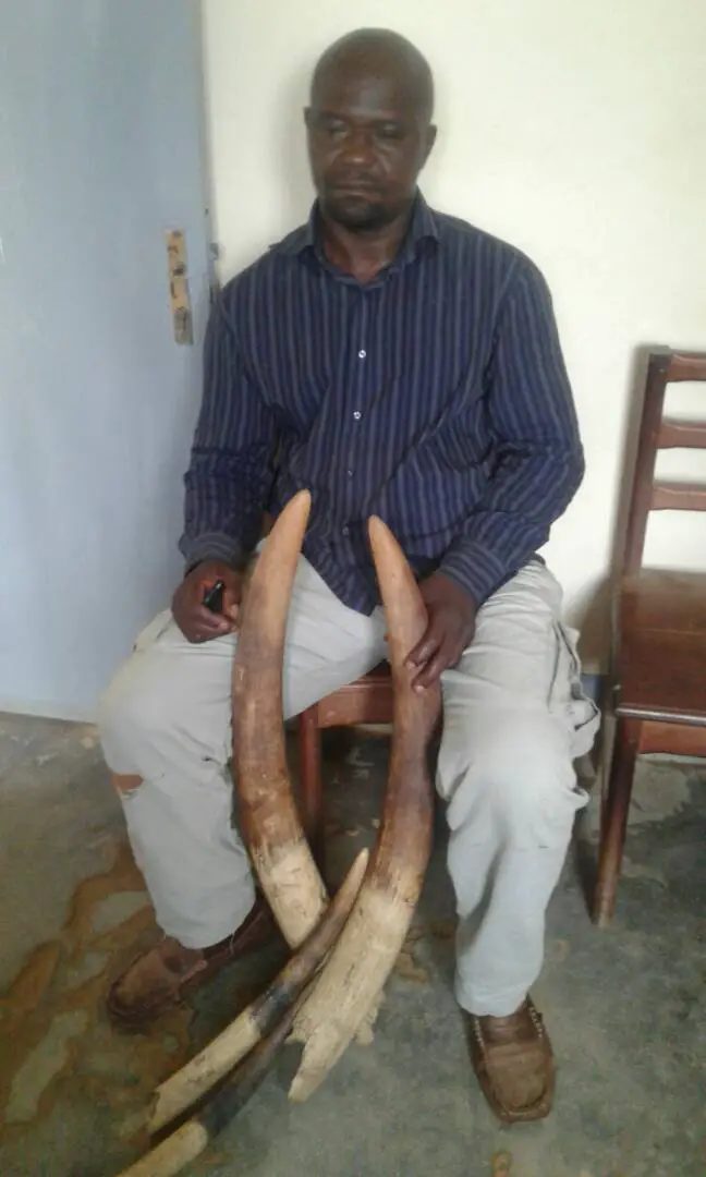 Une relation étroite entre les trafics d'ivoire et de pangolins.