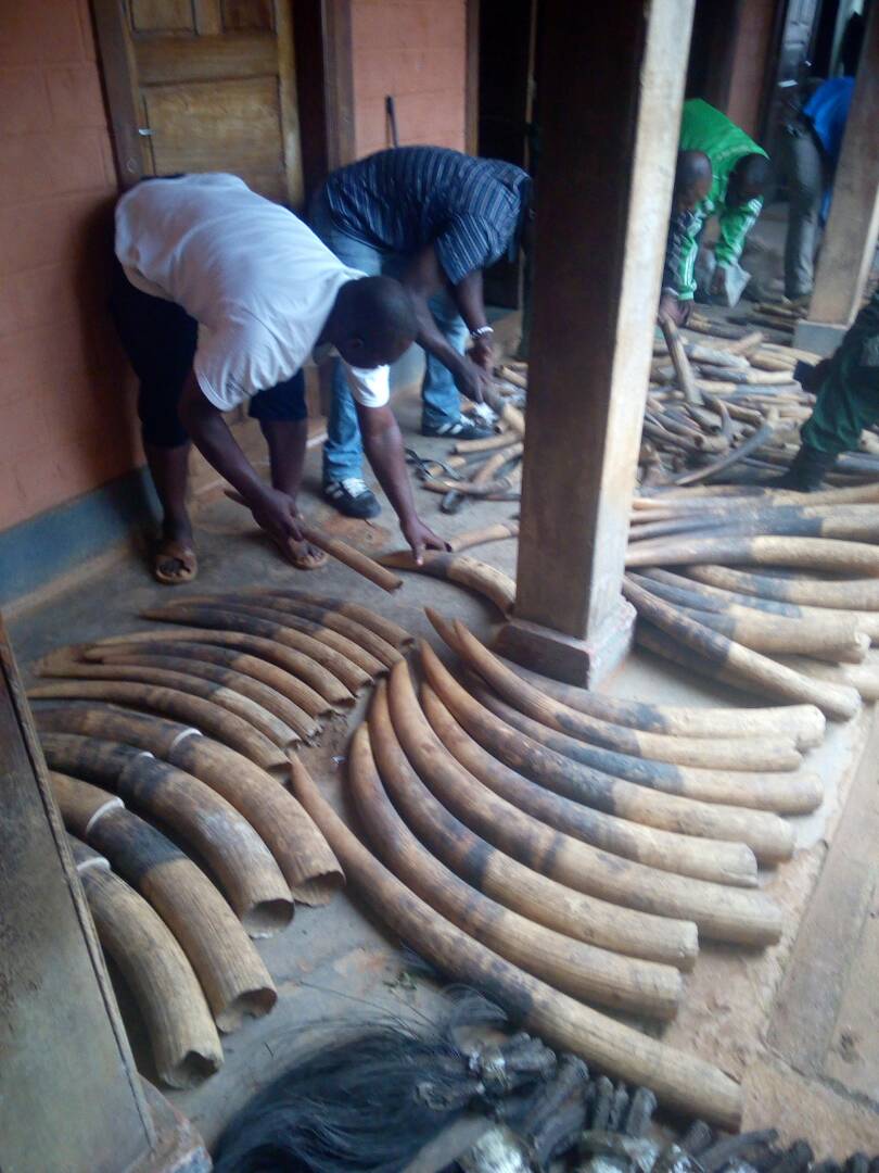 Cameroun/Djoum : Un colonel cité au tribunal pour trafic faunique Cameroun/Djoum : Un colonel cité au tribunal pour trafic faunique