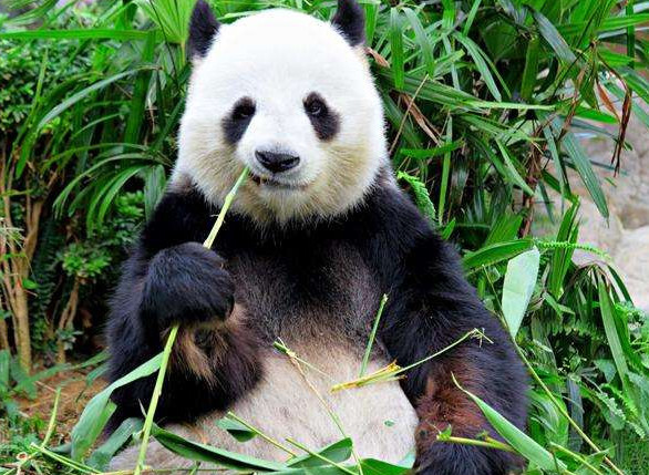 A panda is eating bamboo. (Photo from Chengdu Research Base of Giant Panda Breeding)