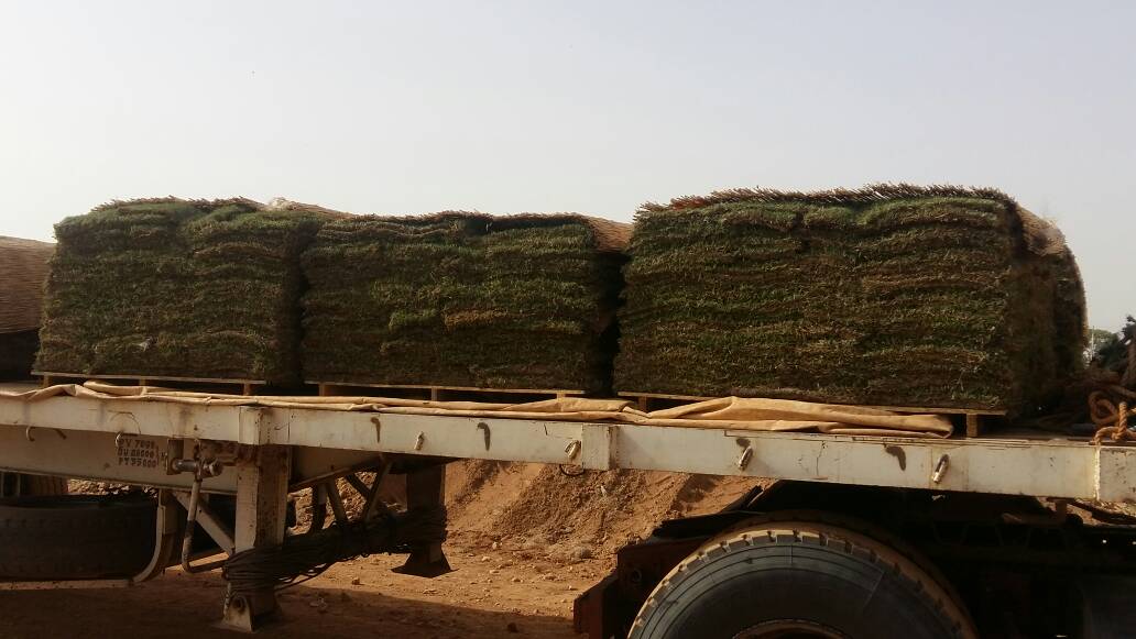 CAN2019: La pose du gazon sera lancée cette semaine à Garoua