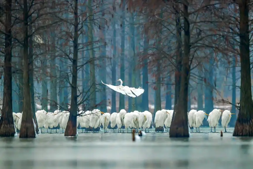 Nearly 1,000 egrets play among the pond cypresses in winter’s lake. (Photo by Han Junjie from People’s Daily)