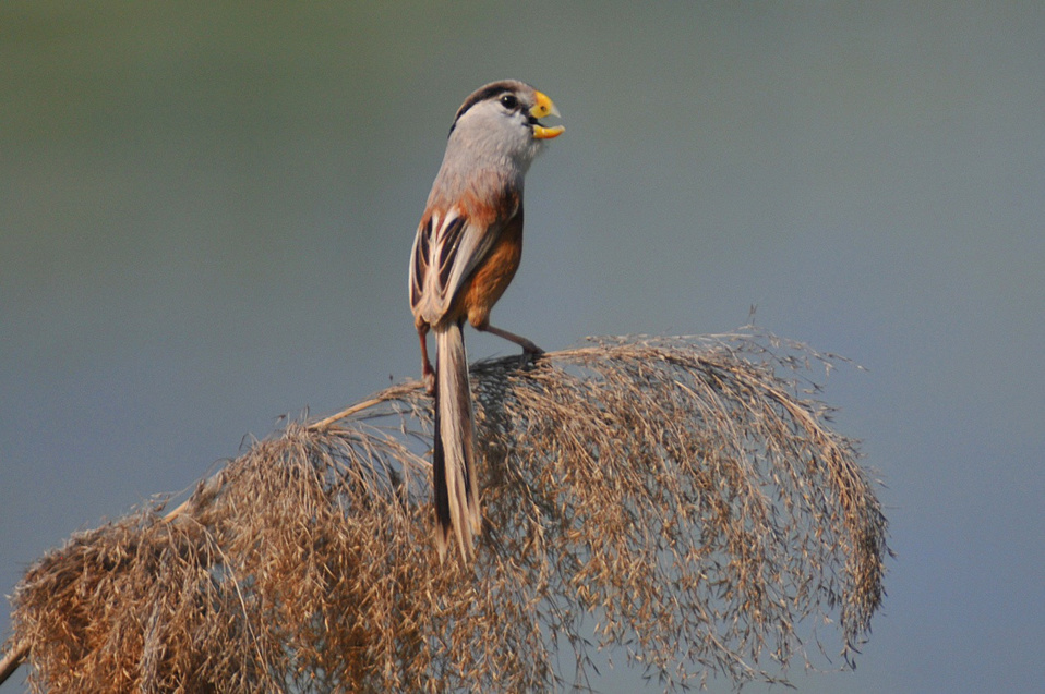 Reed parrotbills find food during the cold weather. (Photo: People’s Daily Online)