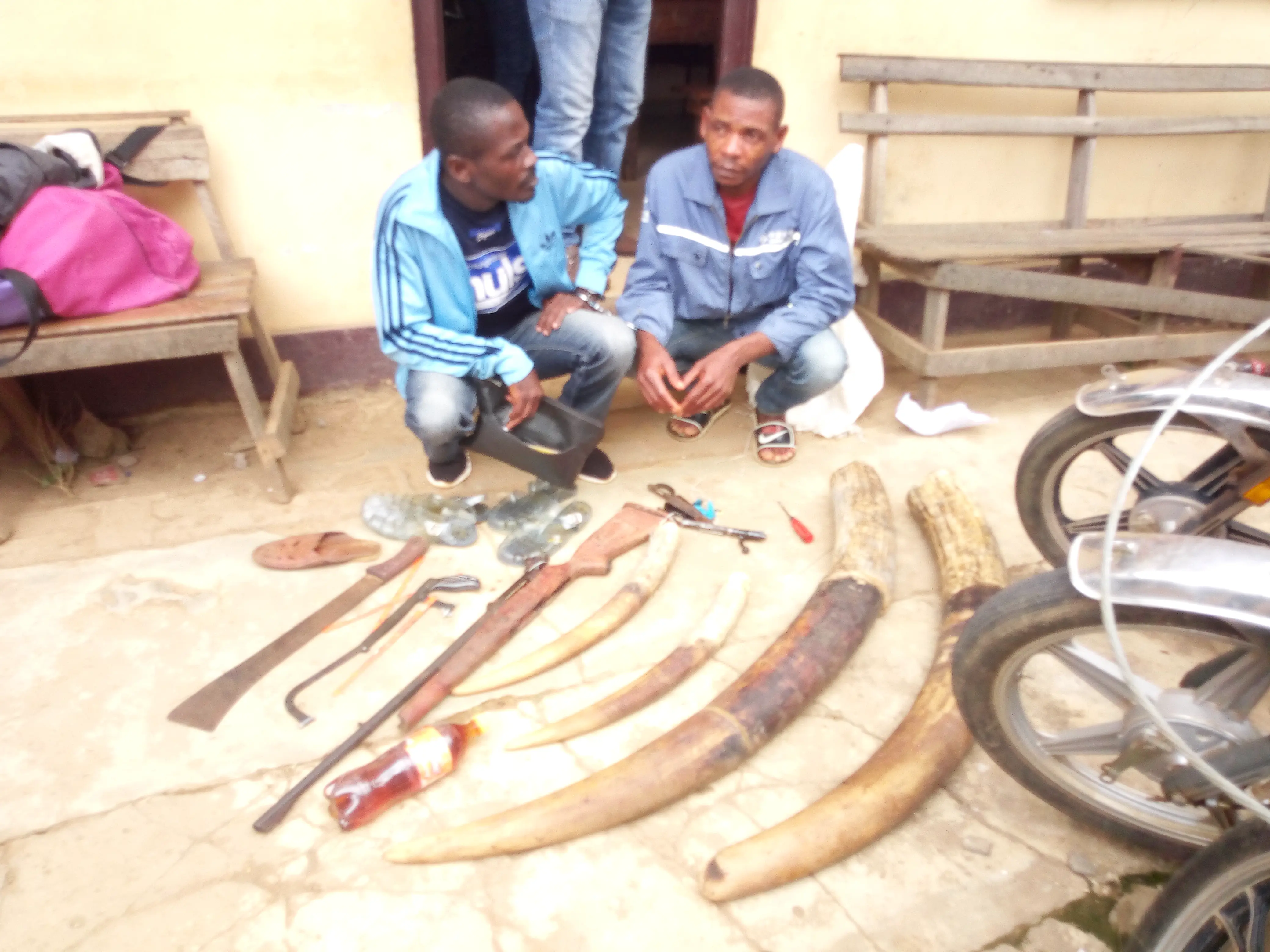 Cameroun : Deux trafiquants fauniques aux arrêts à Ebolowa