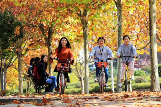 Photo taken on Oct. 26, 2017 shows three students riding shared bikes in Xiangyang, Hubei province. (Photo by Yang Dong from CFP)