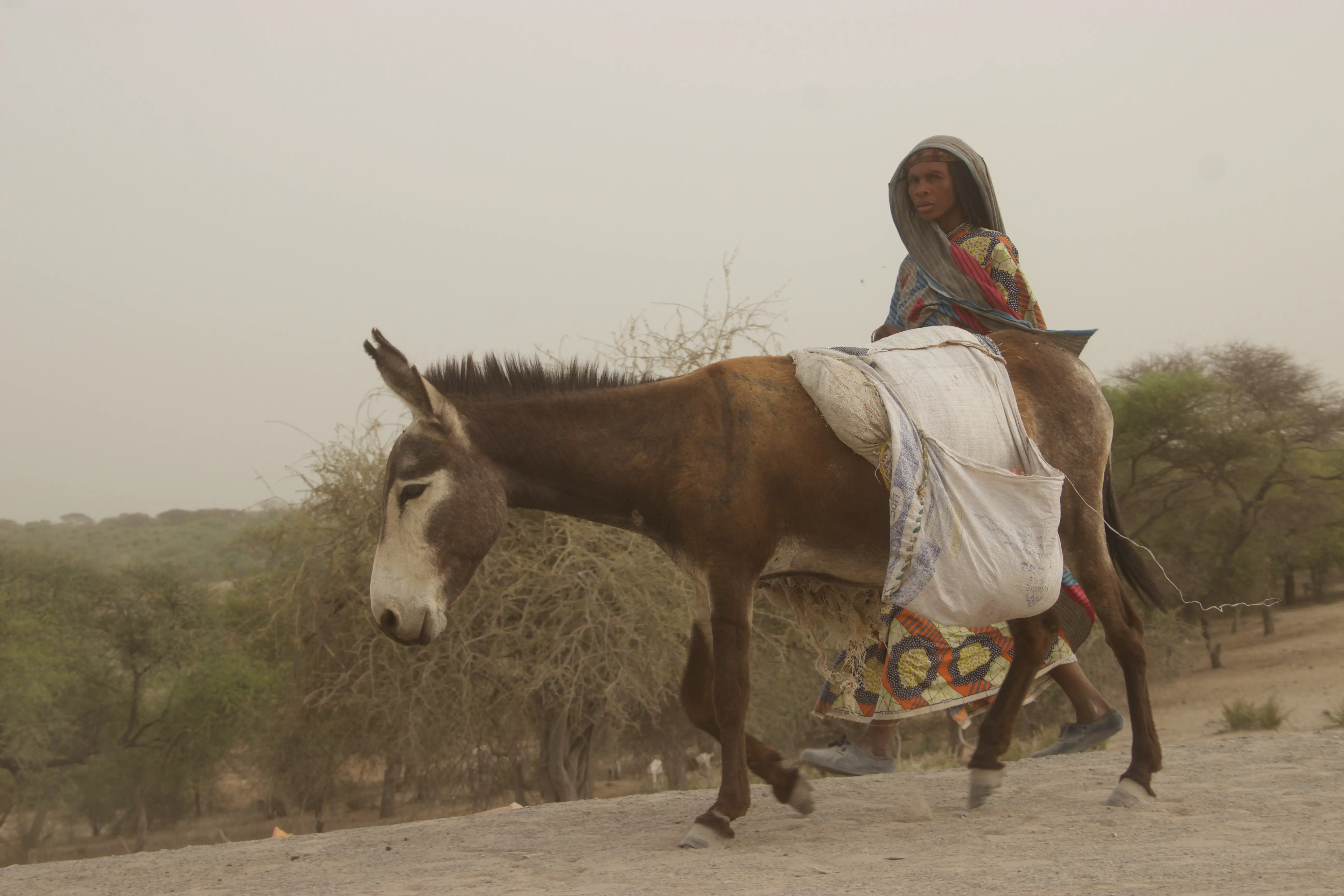 Une femme marche derrière un âne au Lac Tchad.