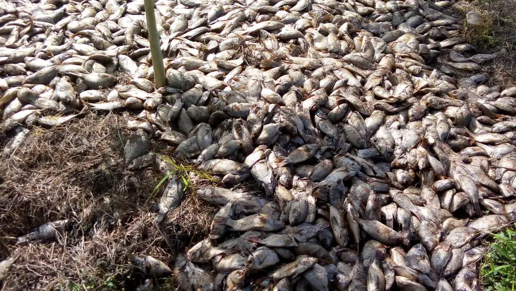 Des milliers de tilapias ont été retrouvés morts sur les rives du lac Toho. © RFI / Jean-Luc Aplogan