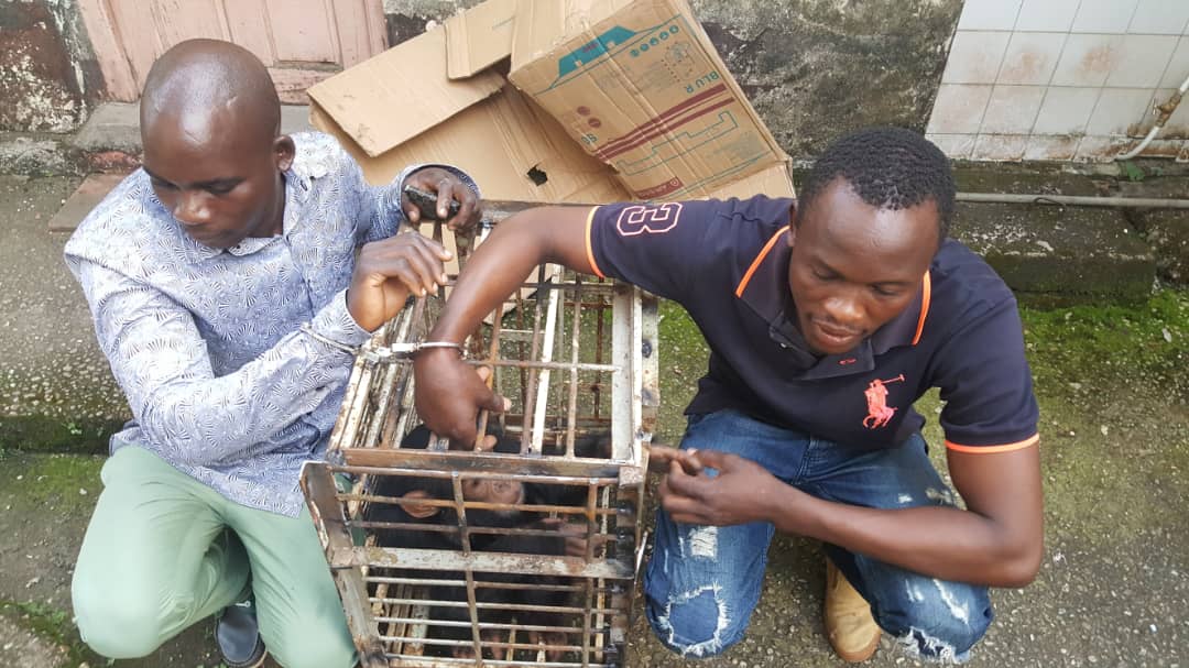 Le commerce illégal de jeunes chimpanzés commence généralement par l’abattage de leurs mères. Le commerce illégal de jeunes chimpanzés commence généralement par l’abattage de leurs mères.