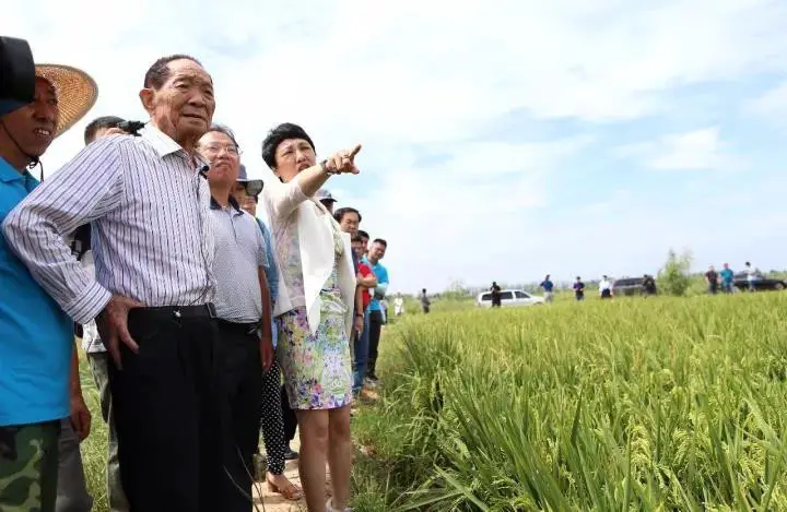 File Photo: Yuan Longping inspects on saltwater rice planting in Shandong Province, China (Photo: VCG)