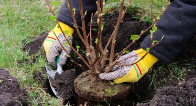 Côte d’Ivoire/Projet écologique : Un géant de l’industrie agro-alimentaire offre 500 plants d’arbres au maire de Cocody