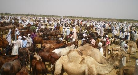Crédits photo : plateforme-pastorale-tchad.org