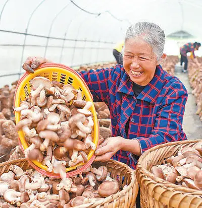 Farmers collect mushrooms under a targeted poverty alleviation project in Guanxing Township, Yuqing County, southwest China’s Guizhou province. (Photo from CFP)