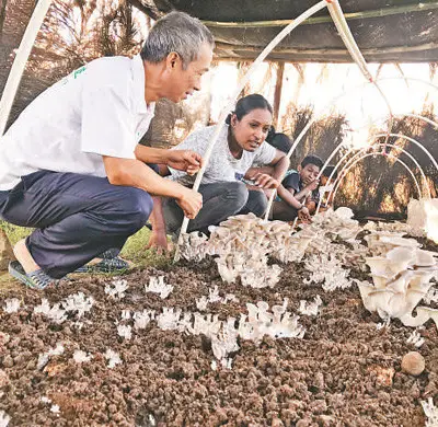 A Chinese expert teaches mushroom planting technology to Fijian farmers. Photo by Qu Xiangyu from People’s Daily