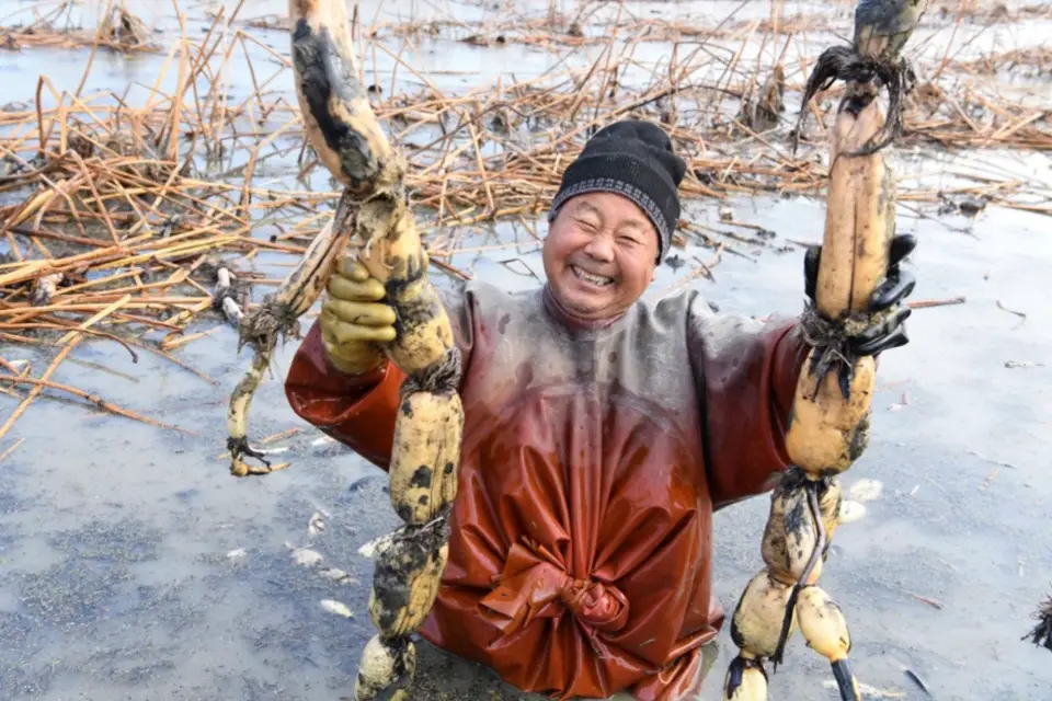 Photo taken on Dec. 8, 2018 shows a farmer harvests lotus roots in Anhui province, east China. Daxu village in Zhaoqiao town of Bozhou city has introduced a pollution-free lotus as a new channel to help local farmers out of poverty and increase their incomes. (Photo from CFP)