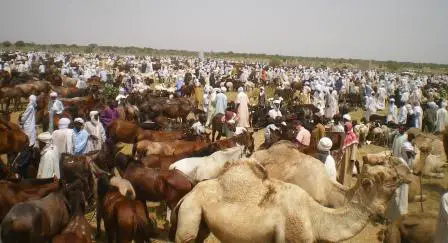 L'élevage au Tchad. © DR/plateforme-pastorale-tchad