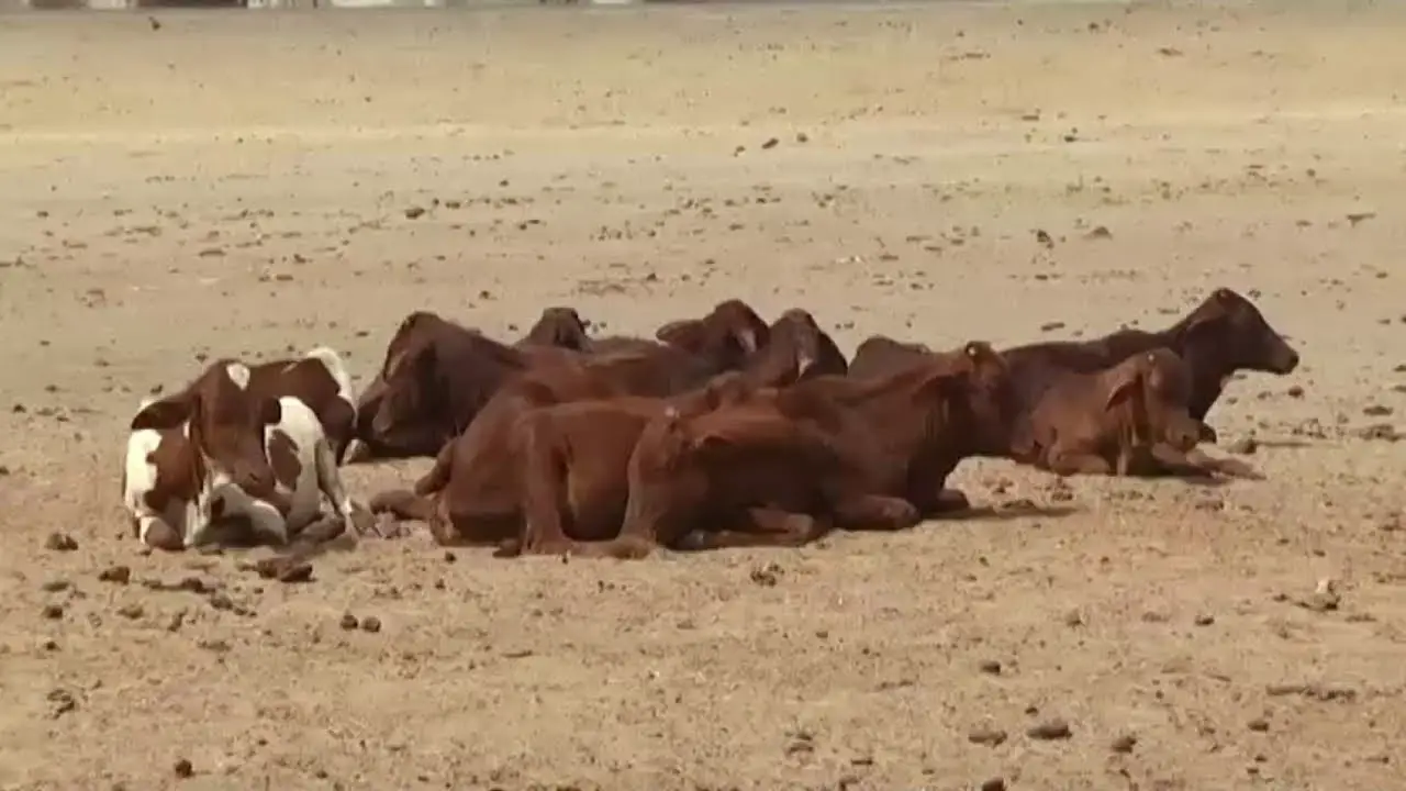 Un troupeau de boeufs au Tchad. © DR