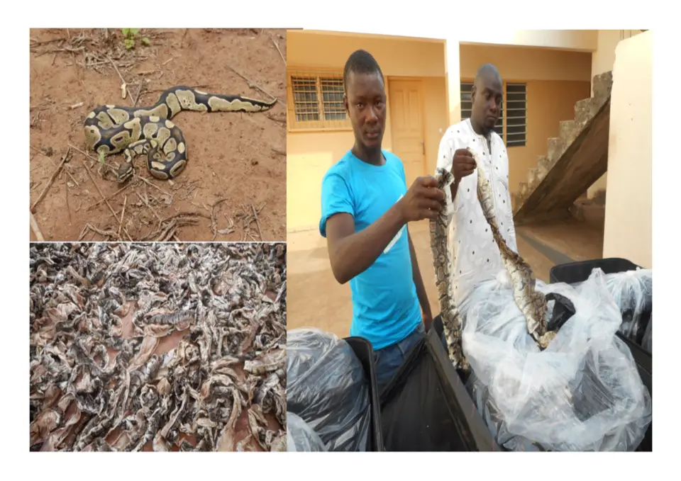 Le python royal bien que vénéré dans certaines localités au Togo, reste menacé d’extinction